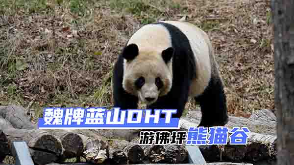 _κ{(ln)ɽDHTȥƺ؈Ȍ