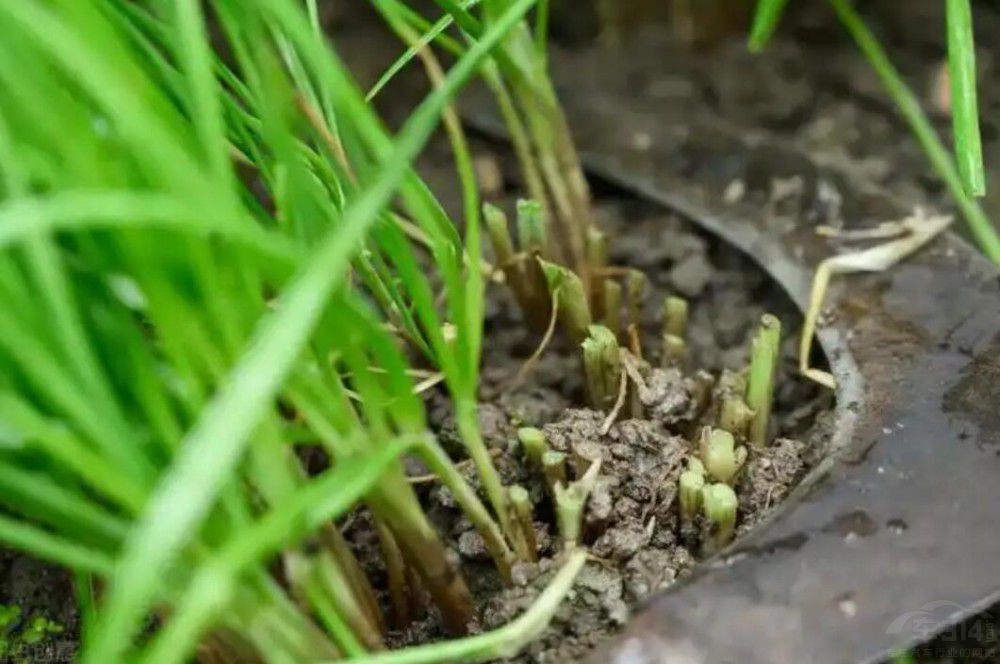 Pc(din)ꡰ܇ MǾ²˵