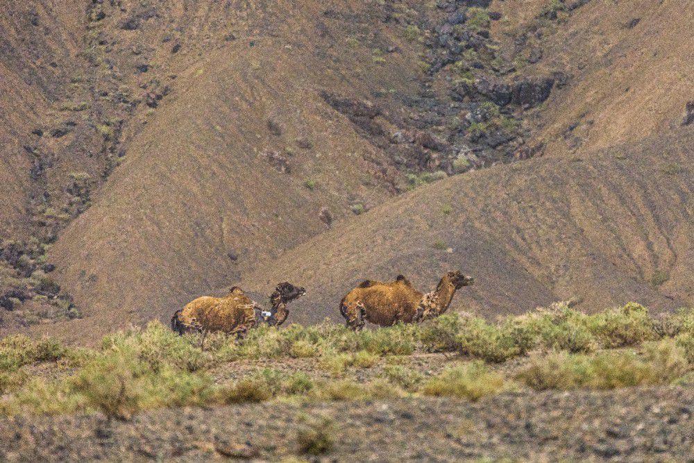 長(zhǎng)城皮卡2021年全球銷售突破了23.3萬臺(tái) 長(zhǎng)城皮卡2021年全球銷售突破了23.3萬臺(tái)
