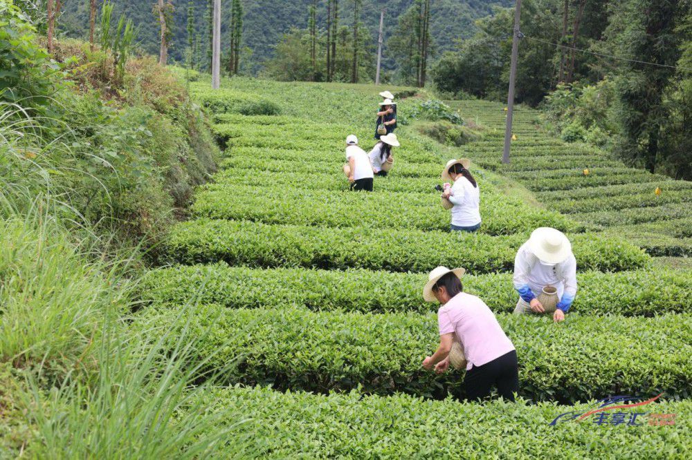 һSSRSӋ(j)r(nng)֮ÆĻ